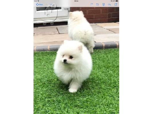 Pomeranian σκυλιά και κουτάβια προς πώληση